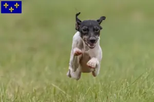 Read more about the article Japanese Terrier breeders and puppies in Île-de-France