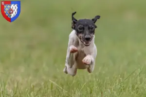 Read more about the article Japanese Terrier breeders and puppies in Pays de la Loire