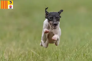 Read more about the article Japanese Terrier breeders and puppies in Provence-Alpes-Côte d’Azur