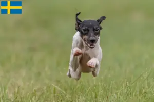 Read more about the article Japanese Terrier breeders and puppies in Sweden