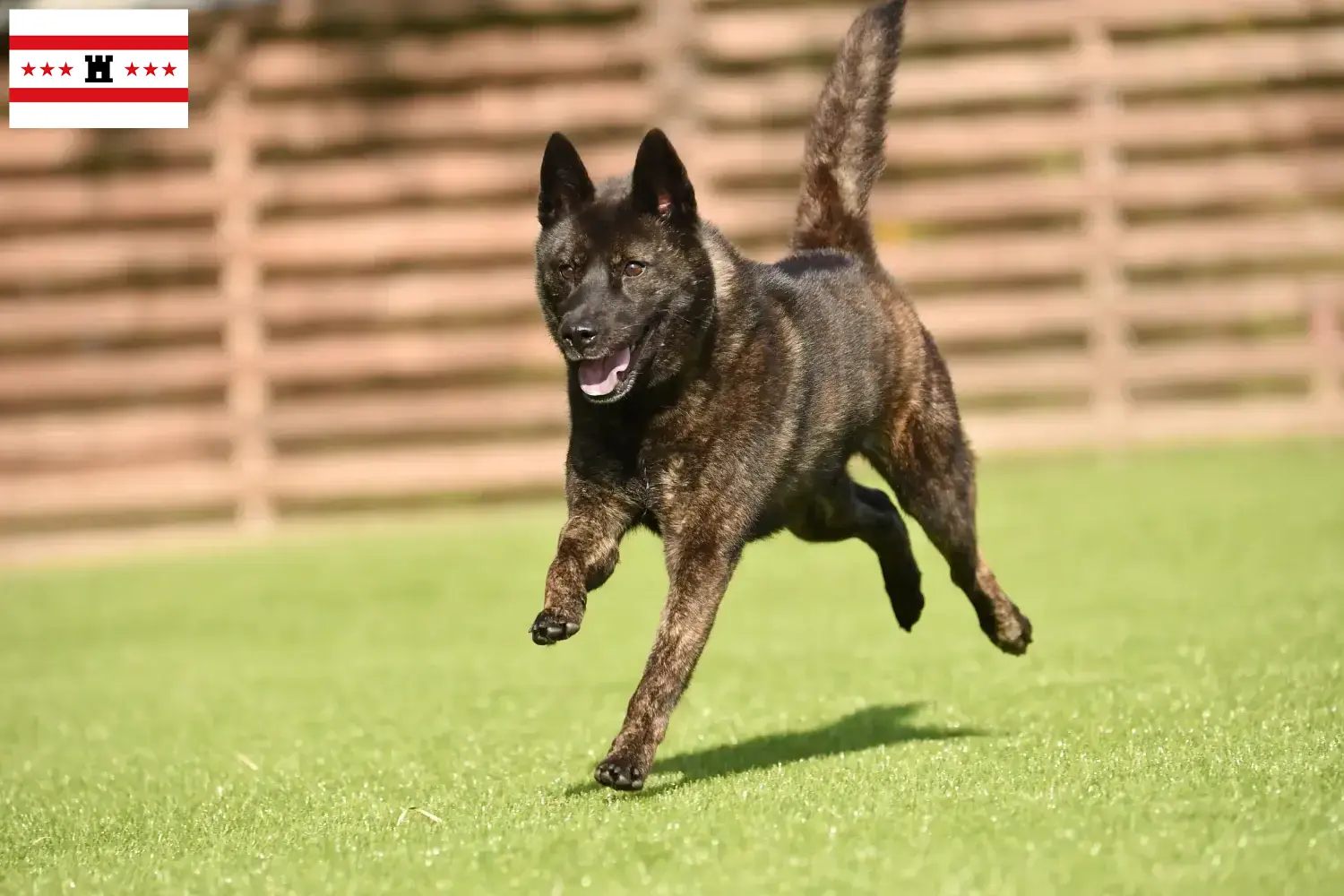 Read more about the article Kai breeder and puppies in Drenthe