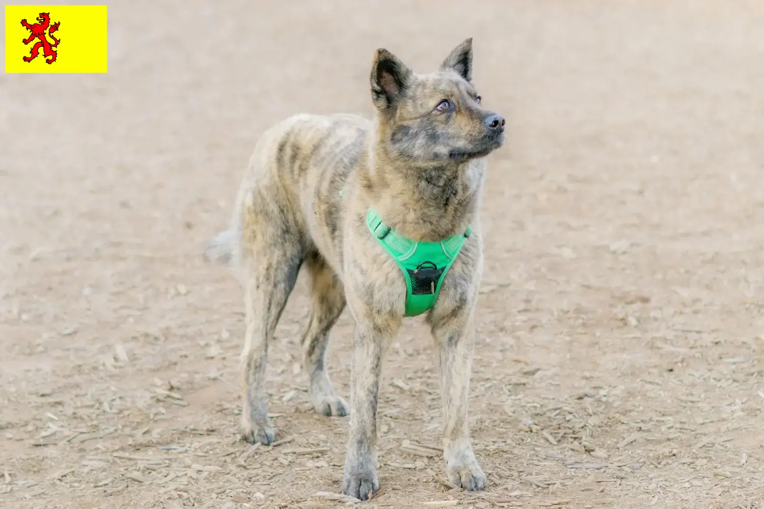 Kai puppies and breeder South Holland Here you can find Kais breeders in Zuid-Holland.