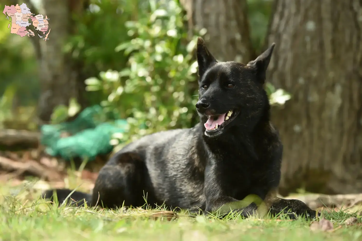 Read more about the article Kai breeder and puppies in Syddanmark