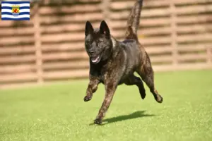 Read more about the article Kai breeder and puppies in Zeeland
