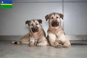 Read more about the article Kangal breeders and puppies in Flevoland