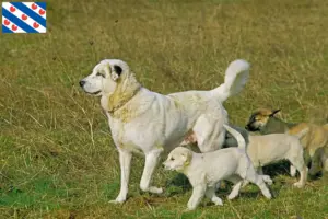 Read more about the article Kangal breeders and puppies in Friesland