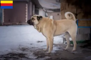 Read more about the article Kangal breeders and puppies in North Holland