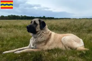 Read more about the article Kangal breeders and puppies in Overijssel