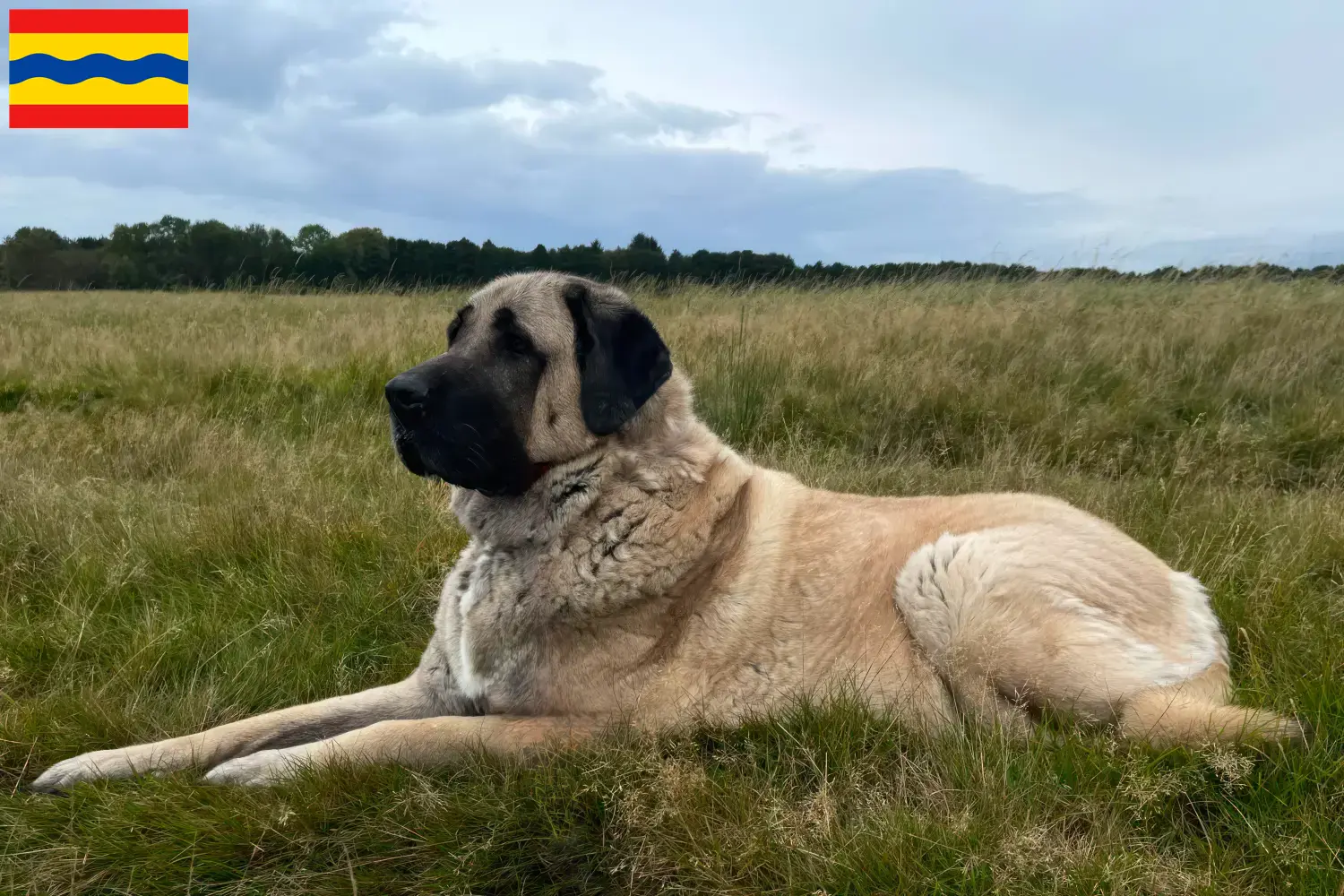 Read more about the article Kangal breeders and puppies in Overijssel