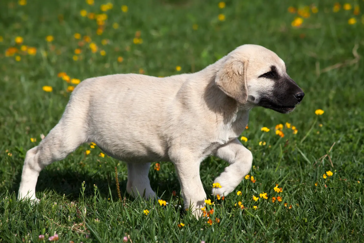 Buying a Kangal puppy means taking responsibility! Buy Kangal puppies.