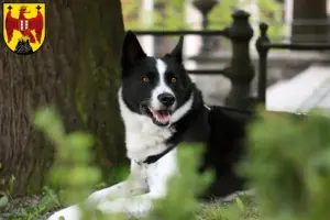 Read more about the article Karelian Bear Dog breeders and puppies in Burgenland