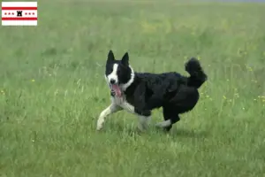 Read more about the article Karelian Bear Dog breeders and puppies in Drenthe