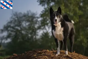 Read more about the article Karelian Bear Dog breeder and puppies in Friesland
