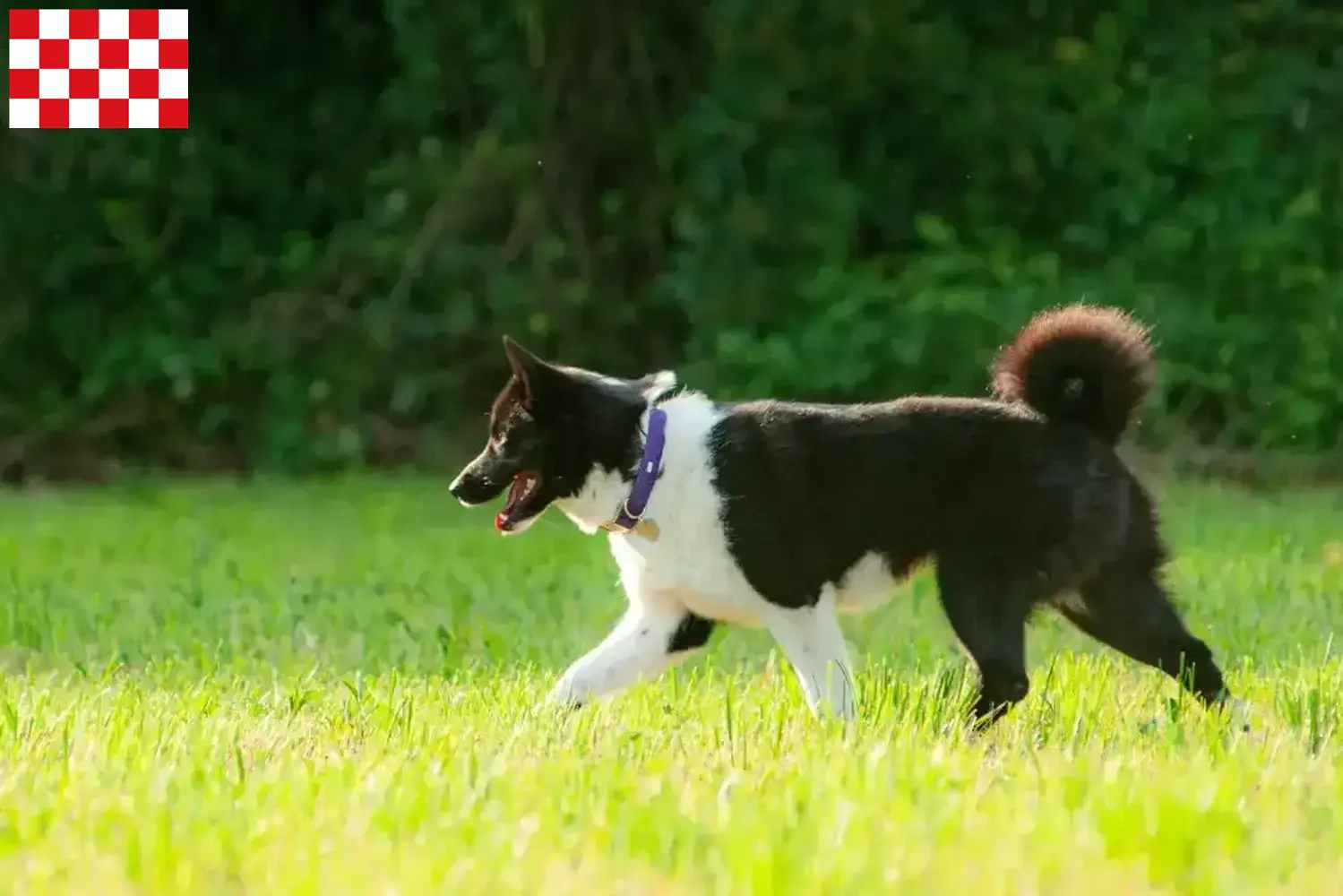 Read more about the article Karelian Bear Dog breeders and puppies in North Brabant