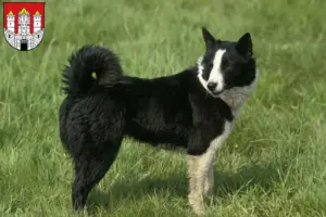Read more about the article Karelian Bear Dog breeder and puppies in Salzburg