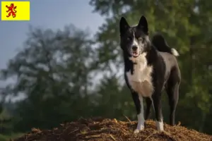 Read more about the article Karelian Bear Dog breeders and puppies in South Holland