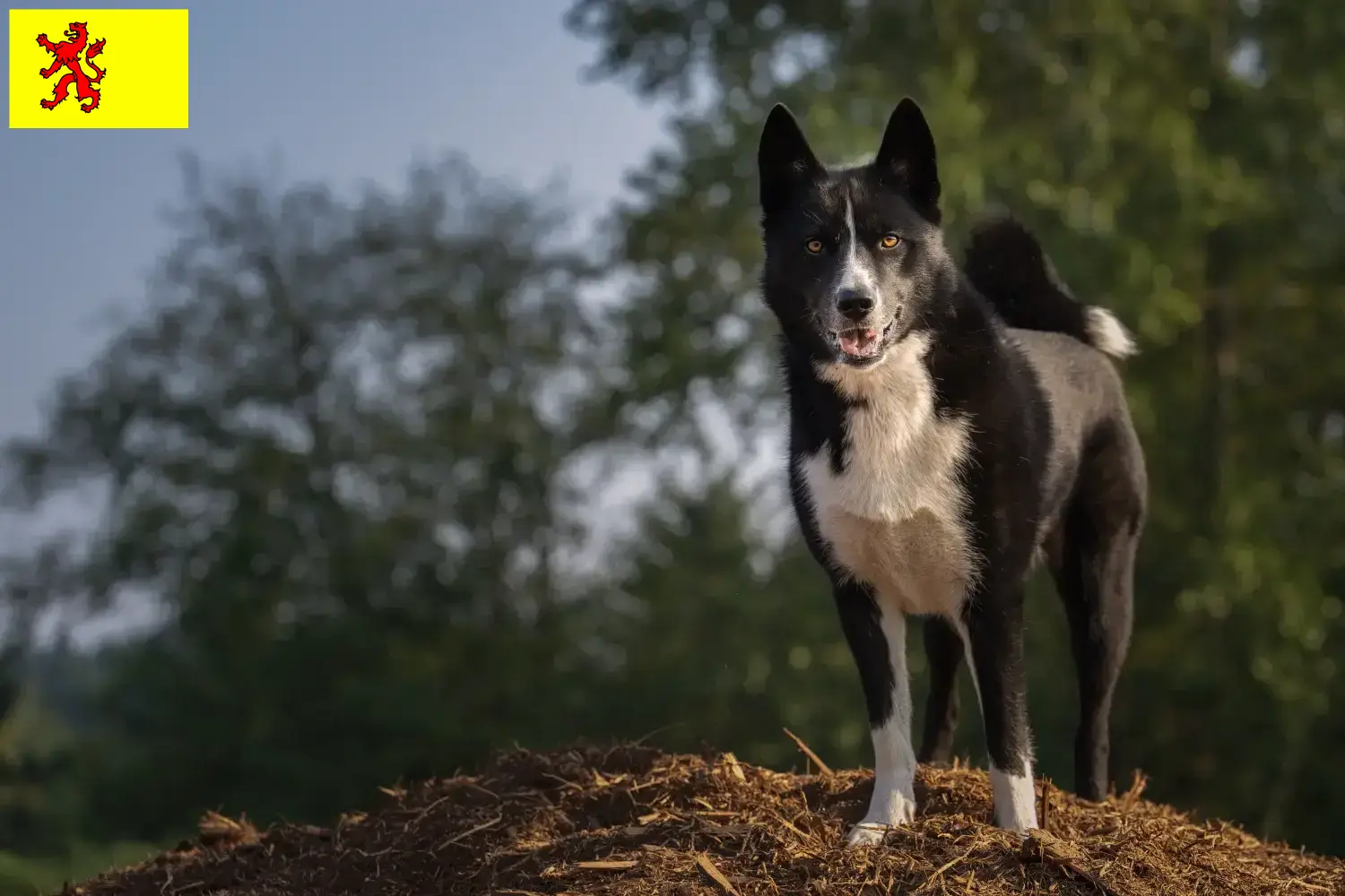 Read more about the article Karelian Bear Dog breeders and puppies in South Holland