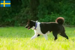 Read more about the article Karelian Bear Dog breeders and puppies in Sweden