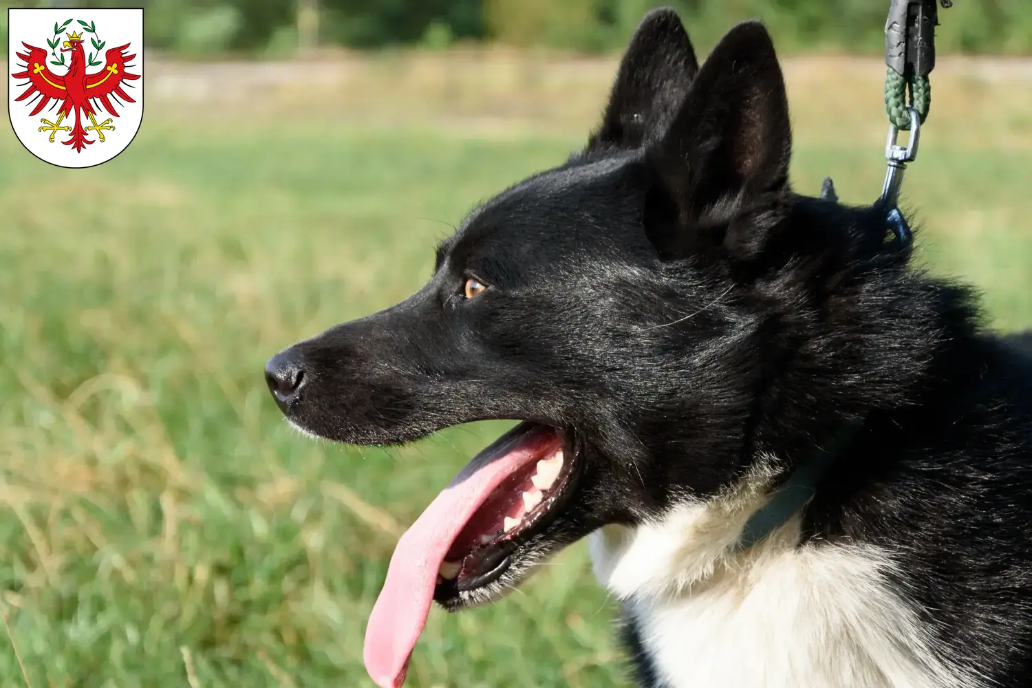 Karelian Bear Dog puppies and breeders Tyrol Here you can find Karelian Bear Dog breeders in Tyrol.