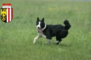 Read more about the article Karelian Bear Dog breeders and puppies in Upper Austria