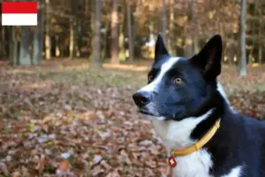 Read more about the article Karelian Bear Dog breeder and puppies in Vienna