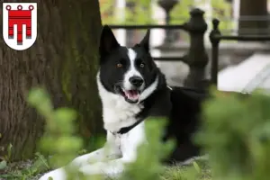 Read more about the article Karelian Bear Dog breeders and puppies in Vorarlberg