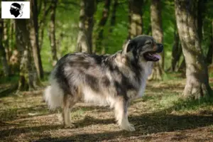 Read more about the article Karst Sheepdog breeders and puppies in Corsica