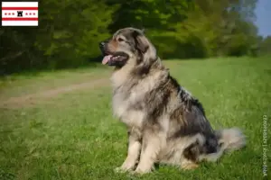 Read more about the article Karst Sheepdog breeders and puppies in Drenthe