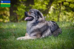Read more about the article Karst Sheepdog breeders and puppies in Flevoland