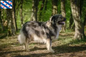 Read more about the article Karst Sheepdog breeders and puppies in Friesland
