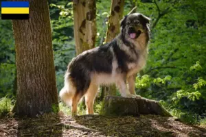 Read more about the article Karst Sheepdog breeders and puppies in Gelderland