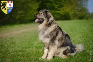 Read more about the article Karst Sheepdog breeders and puppies in Hauts-de-France