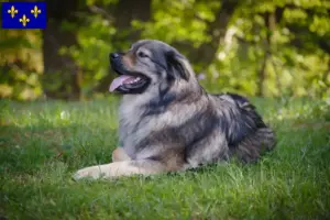Read more about the article Karst Sheepdog breeders and puppies in Île-de-France