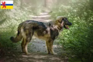 Read more about the article Karst Sheepdog breeders and puppies in Limburg