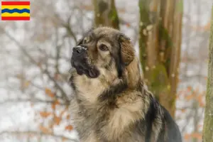 Read more about the article Karst Sheepdog breeders and puppies in Overijssel