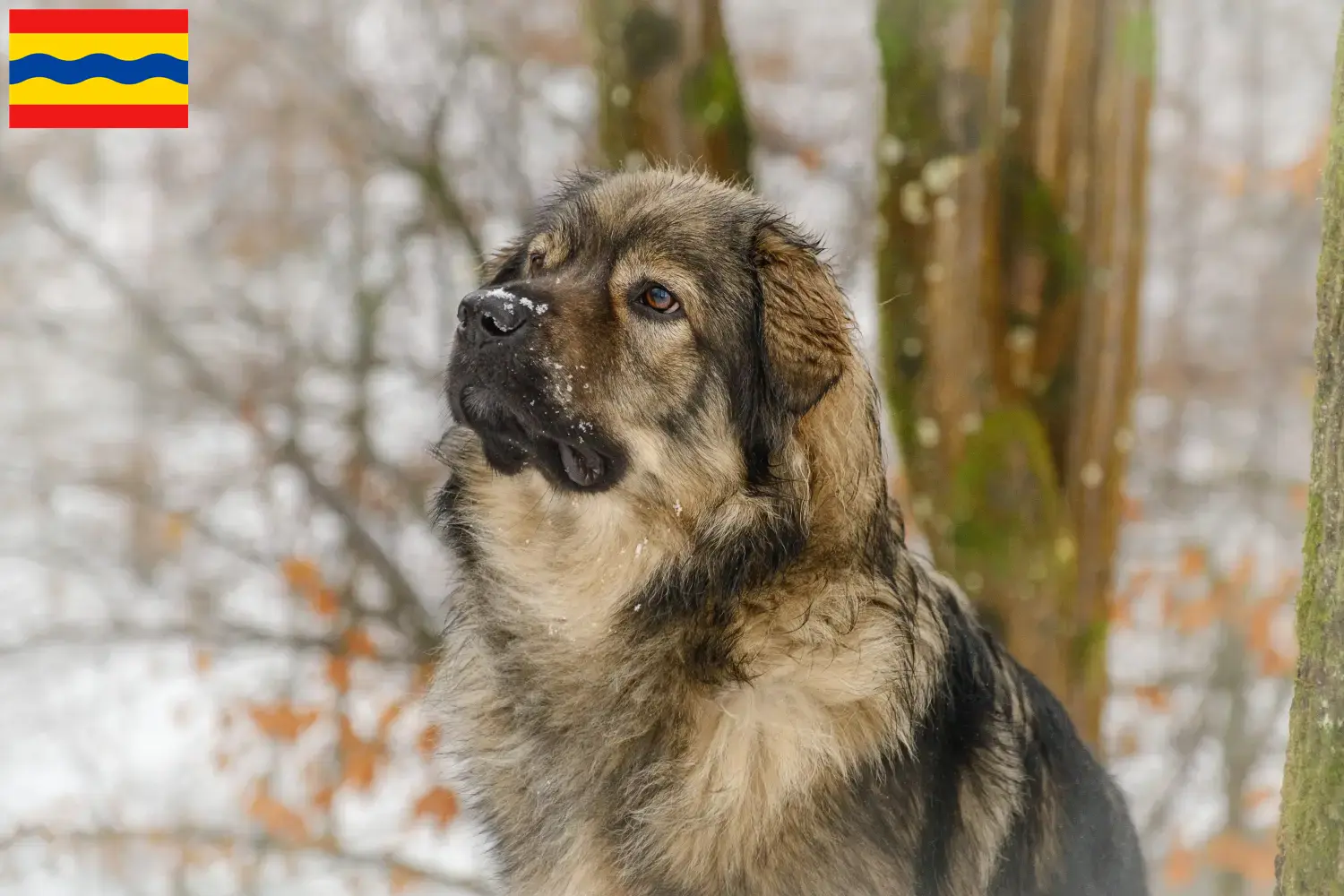 Karst Sheepdog puppies and breeders Overijssel Find Karst Sheepdog breeders in Overijssel.