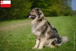 Read more about the article Karst Sheepdog breeders and puppies in Utrecht