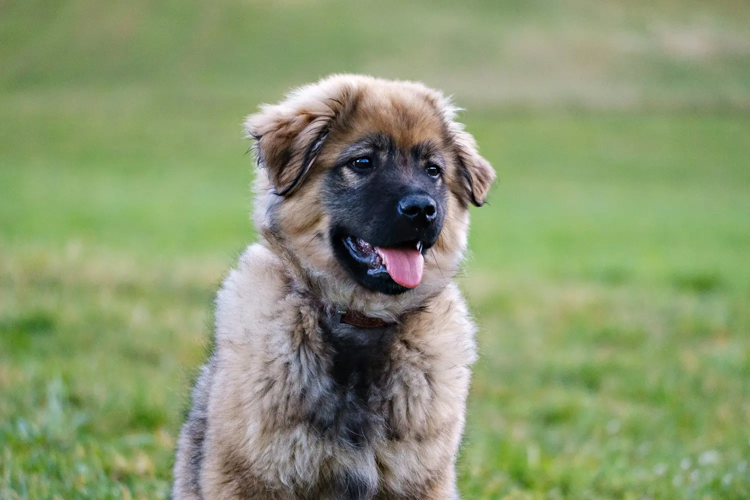 Buying a Karst Sheepdog puppy means taking responsibility! Buy Karst Sheepdog puppies.