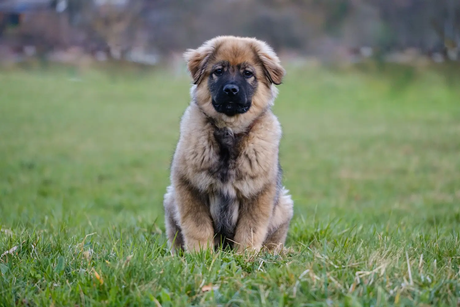 Buying a Karst Sheepdog puppy means taking responsibility! Buy Karst Sheepdog puppies.