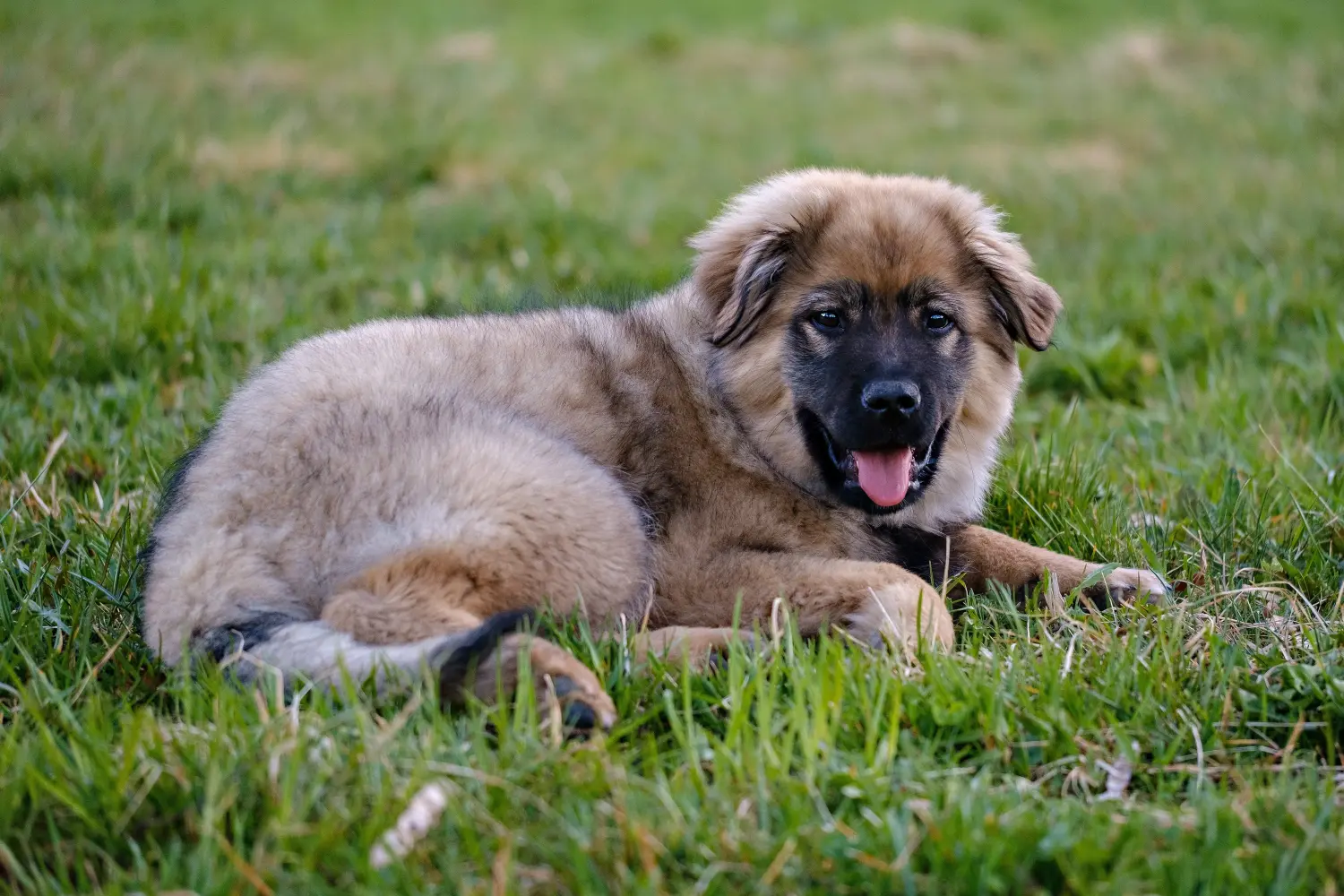 Buying a Karst Sheepdog puppy means taking responsibility! Buy Karst Sheepdog puppies.