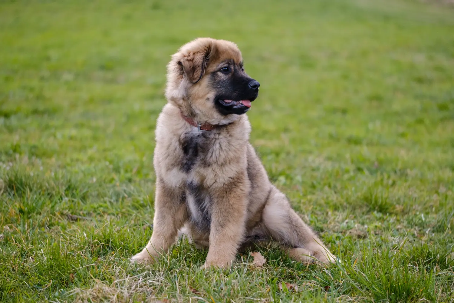 Buying a Karst Sheepdog puppy means taking responsibility! Buy Karst Sheepdog puppies.