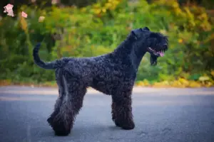 Read more about the article Kerry Blue Terrier breeder and puppies in Hovedstaden
