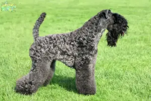 Read more about the article Kerry Blue Terrier breeders and puppies in Midtjylland
