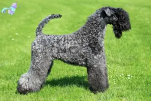 Read more about the article Kerry Blue Terrier breeders and puppies in Nordjylland