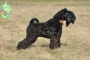 Read more about the article Kerry Blue Terrier breeders and puppies in Sjælland
