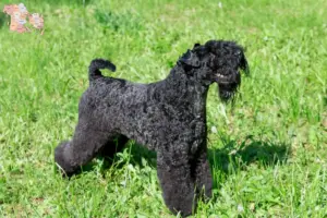 Read more about the article Kerry Blue Terrier breeders and puppies in Syddanmark