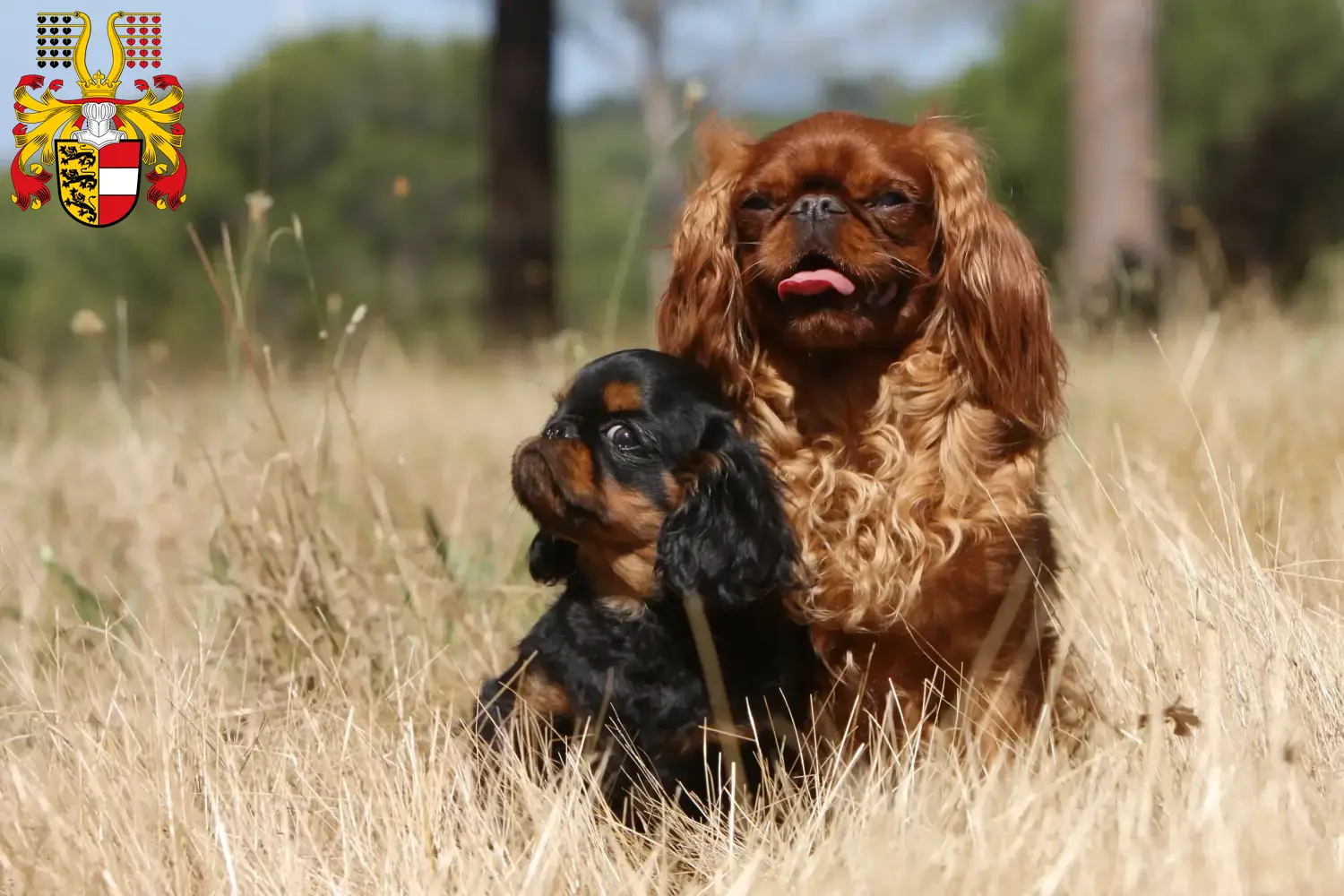 Read more about the article King Charles Spaniel breeders and puppies in Carinthia