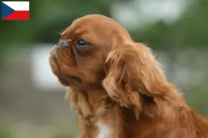 Read more about the article King Charles Spaniel breeders and puppies in the Czech Republic