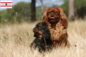 Read more about the article King Charles Spaniel breeders and puppies in Drenthe