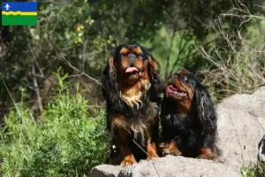 Read more about the article King Charles Spaniel breeders and puppies in Flevoland